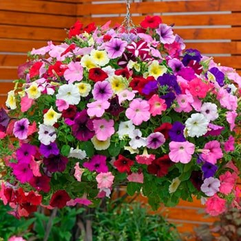 Семена цветов