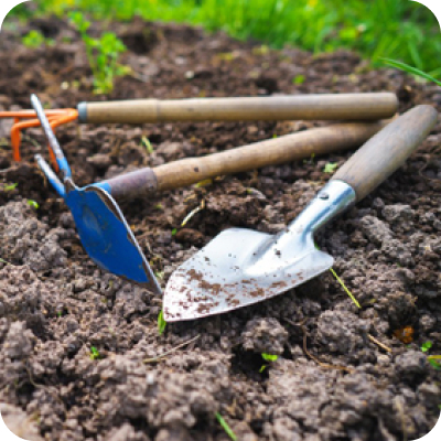 Сладкий перец